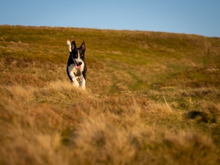 Welsh Collie Dog working on a mountain farm near Brecon Beacons at Sunset