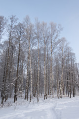 Frozen birches on blue sky