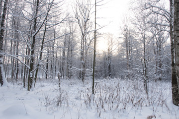 forest in winter