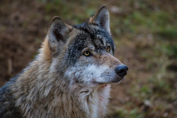 Wolf, Porträt, in natürlicher Umgebung