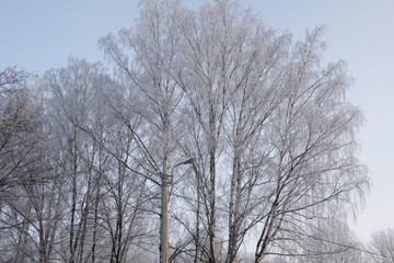 Frozen birch
