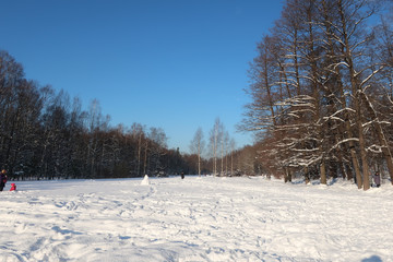 winter landscape with trees and snow blue sky