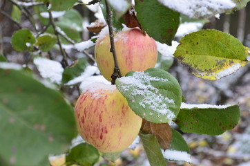 apples in the snow