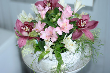 Peruvian lily, lily of the Incas, Alstroemeria with light pink flowers