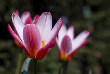 Fototapeta premium Pink tulips flowers