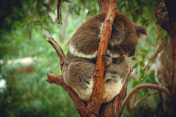 Obraz premium Sleeping Koala in a tree