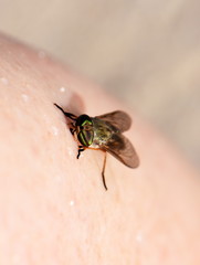 Horse clig biting fly sucking blood on human