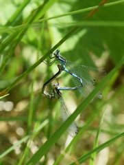 Couple of the northern blue damselfly Coenagrion hastulatum mating in vegetation