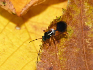 The small colorful ground beetle Anchomenus dorsalis on a yellow leaf