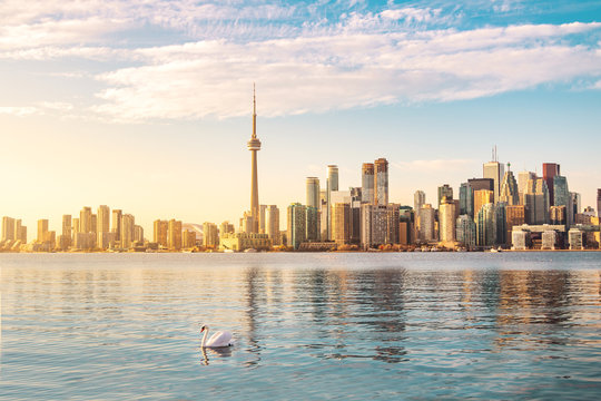 Toronto Skyline and swan swimming on Ontario lake - Toronto, Ontario, Canada