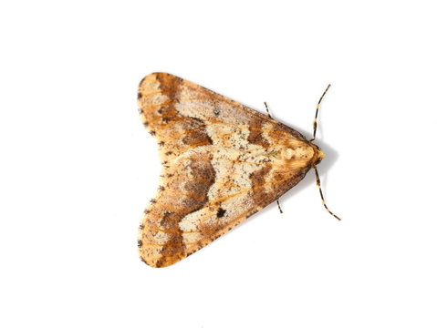 Mottled Umber moth Erannis defoliaria isolated on white background