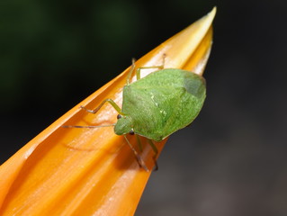 Southern green stink bug Nezara viridula on an orange flower