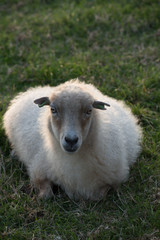 sheep on green grass