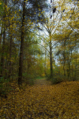 Obraz premium autumn in the forest