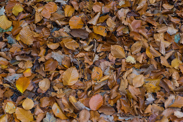 autumn leaves background