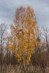 tree in autumn