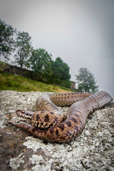 Vipera dei Walser