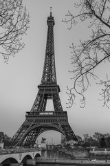 The Eiffel Tower in the branches of the tree.