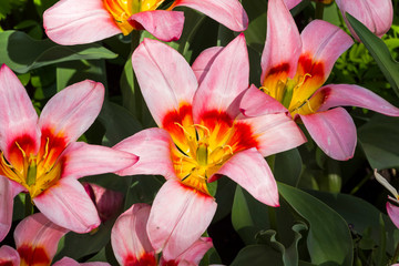 Tulipa of the Kaufmannanian-Greigii Heart's Delight  species
