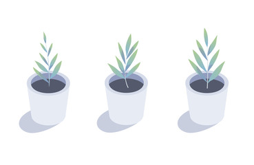 Isometric plant. Isolated indoor plants in flower pots.