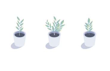 Isometric plant. Isolated indoor plants in flower pots .