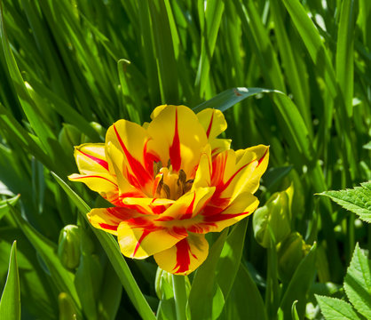 Tulipa of the Monsella  species