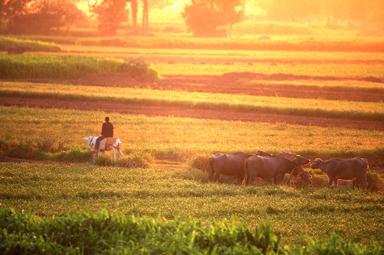 Sunset over field