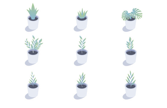 Set Of Isometric Plants. Isolated Indoor Plants In Flower Pots.