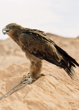 Bird of prey standing with a rope around its leg on a sand dune.