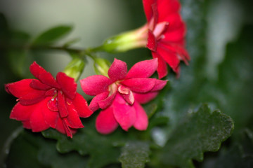 (C)Pantick        Pavel Burkov