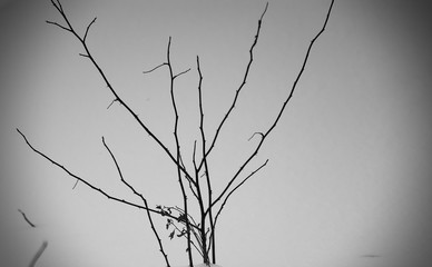 (C)Pantick        Pavel Burkov