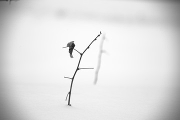 (C)Pantick        Pavel Burkov