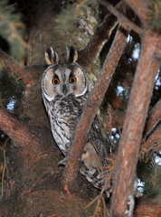 Owl (Asio otus) sits on a branch of a fir tree