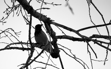 (C)Pantick        Pavel Burkov