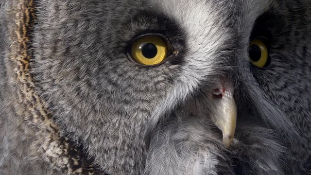 Great grey owl (Strix nebulosa) portrait