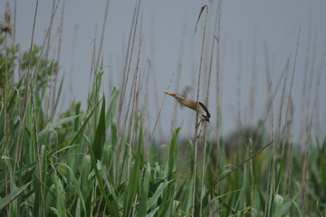 Little Bittern (Ixobrychus minutus)