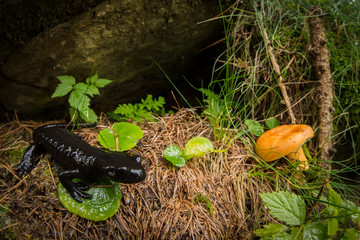 Salamandra di lanza