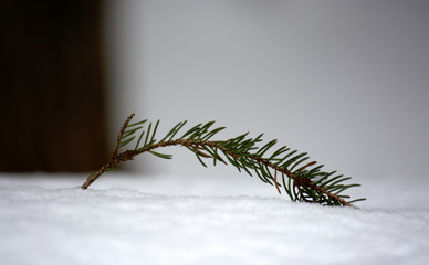 (C)Pantick        Pavel Burkov