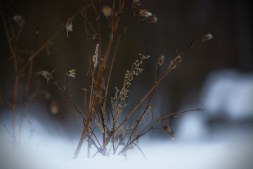 (C)Pantick        Pavel Burkov