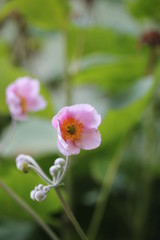 Herbst-Anemone (Anemone hupehensis)