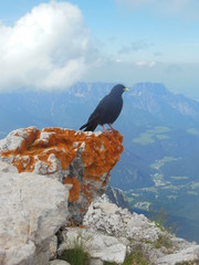 Alpendohle Berchtesgaden