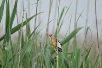 Little Bittern (Ixobrychus minutus)