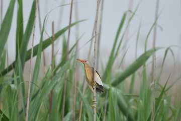 Little Bittern (Ixobrychus minutus)