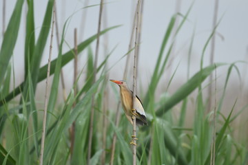 Little Bittern (Ixobrychus minutus)