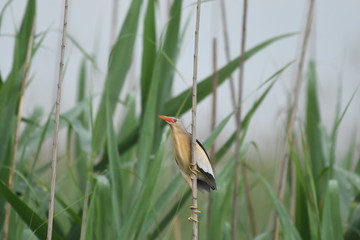 Little Bittern (Ixobrychus minutus)