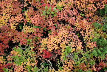 group of wild blueberry plants, forest, colorful leaves of red, yellow, orange, green, due to the cold, undergrowth, autumn, foliage, golden, background, mountain, Zermatt, Swiss