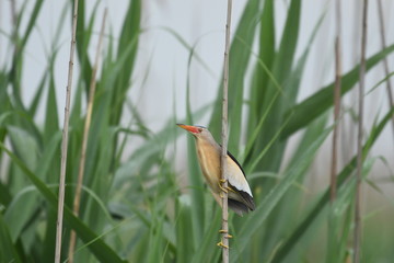 Little Bittern (Ixobrychus minutus)