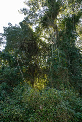 Jungle, near Santa Lucia estuary,South Africa