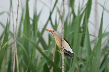 Little Bittern (Ixobrychus minutus)
