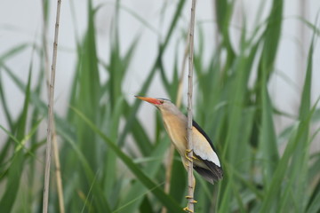 Little Bittern (Ixobrychus minutus)